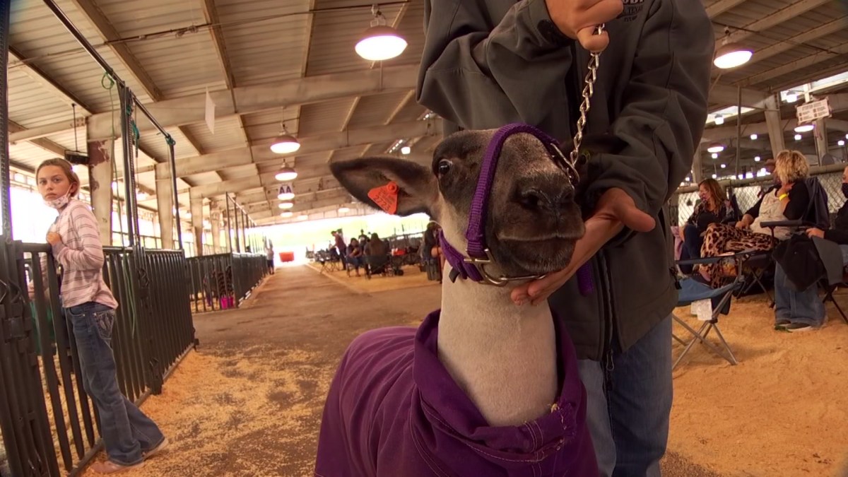 State Fair of Texas Youth Livestock Show Must Go On NBC 5 DallasFort