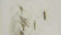 Dallas to Spray for Mosquitos After Positive West Nile Sample