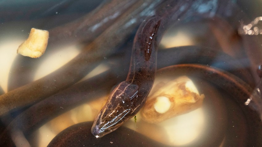 Asian swamp eels are on display for sale at a market in the Chinatown