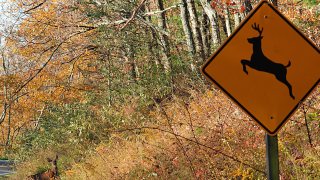 A deer crosses at a "deer crossing"