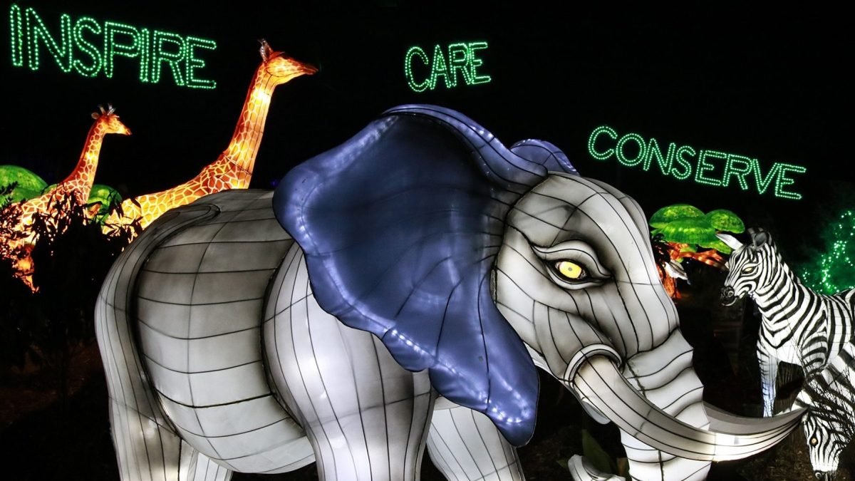 Dallas Zoo Announces Socially-Distant, Drive-Thru â€˜Dallas Zoo Lights