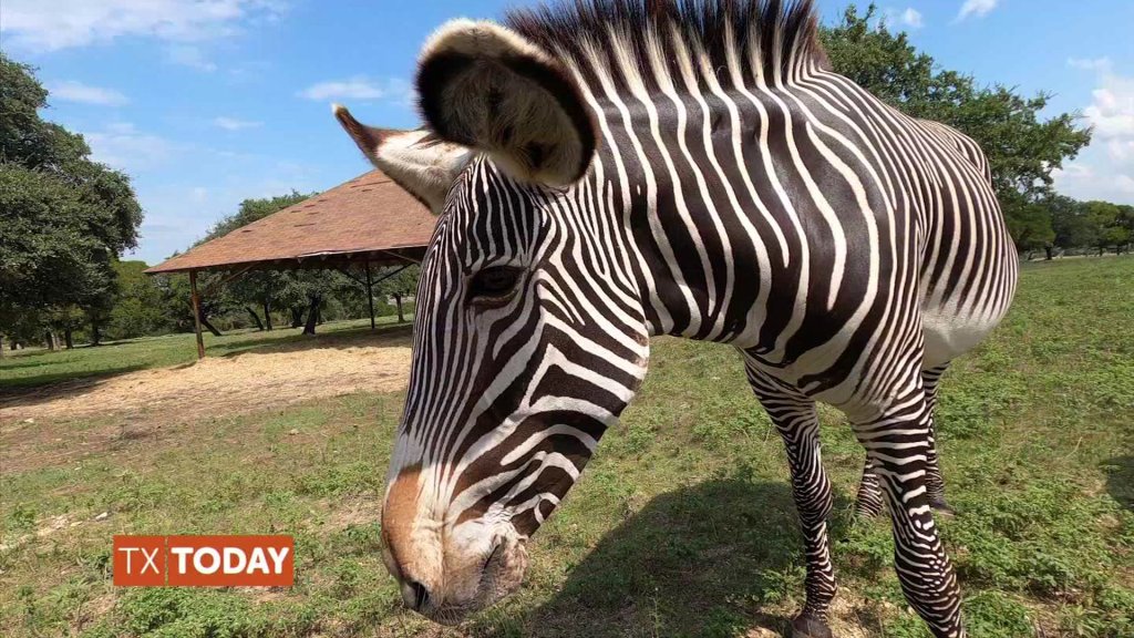Take an African Safari in Texas – NBC 5 Dallas-Fort Worth Take an African Safari in Texas – NBC 5 Dallas-Fort Worth