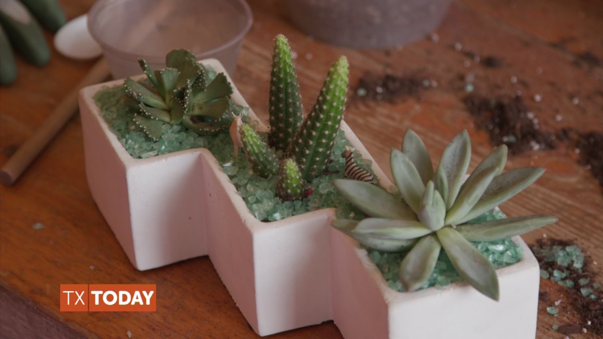 DIY Terrariums & Planters in Deep Ellum NBC 5 DallasFort Worth