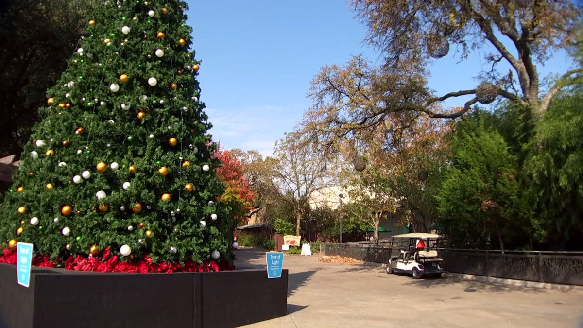 Zoolights is best winter lights display in chicago Dallas Zoo Lights Offers First-Ever Drive-Thru Experience – NBC 5
