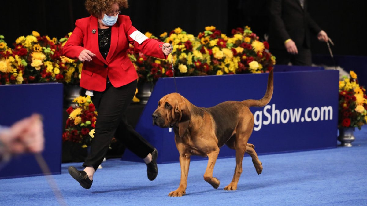 How to watch the 2023 'National Dog Show' – NBC 5 Dallas-Fort Worth - Vimarsana News