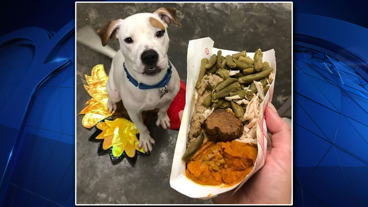 Hundreds Of North Texas Shelter Pets Get A Taste Of Thanksgiving Nbc 5 Dallas Fort Worth