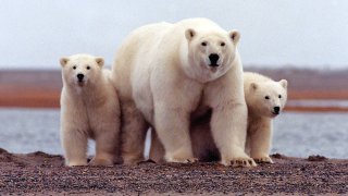 A polar bear keeps close to her young along the Beaufort Sea coast in Arctic National Wildlife Refuge, Alaska in a March 6, 2007 file photo.