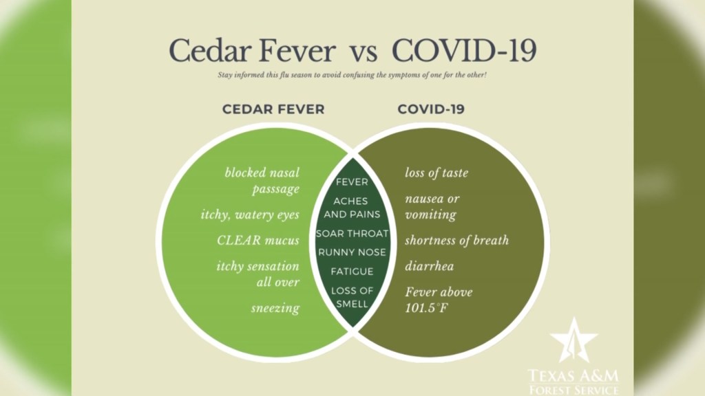 is-it-cedar-fever-or-covid-nbc-5-dallas-fort-worth-nbc-5-dallas