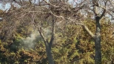 Viewer Video: Cedar Pollen in Aledo