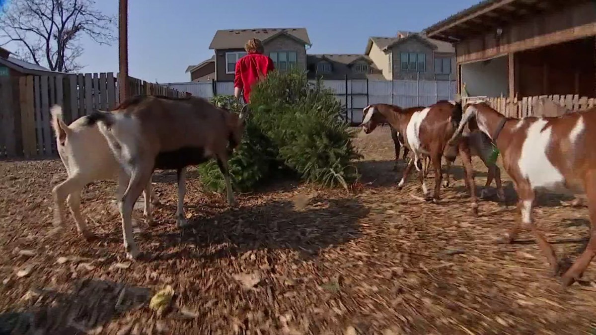 Old Christmas Trees Get New Life at Bonton Farms - Vimarsana News