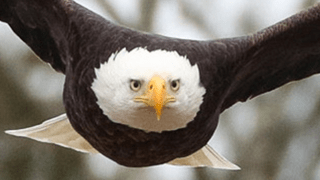 Picture of a bald eagle flying