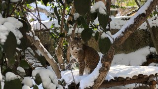 Animals at the Fort Worth Zoo explore their snowy habitats after a winter storm.