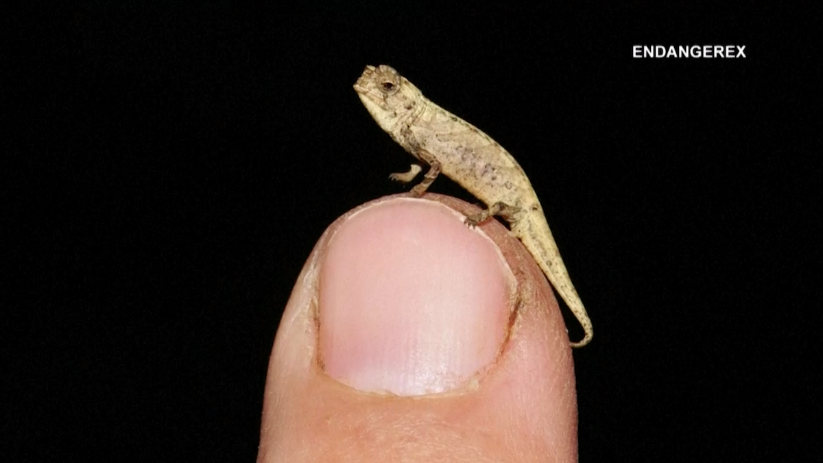 Tiny Chameleon a Contender for Title of Smallest Reptile – NBC 5