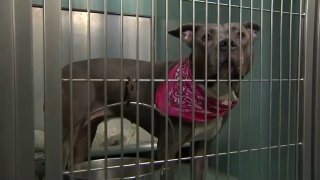 Brown pitbull with a pink bandanna around his neck is behind a cage at a shelter