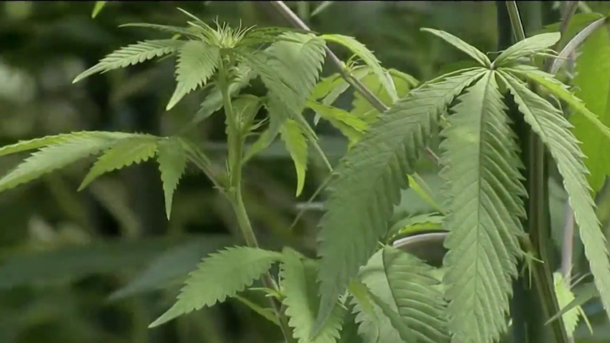 Oklahoma Votes Against Recreational Marijuana Use