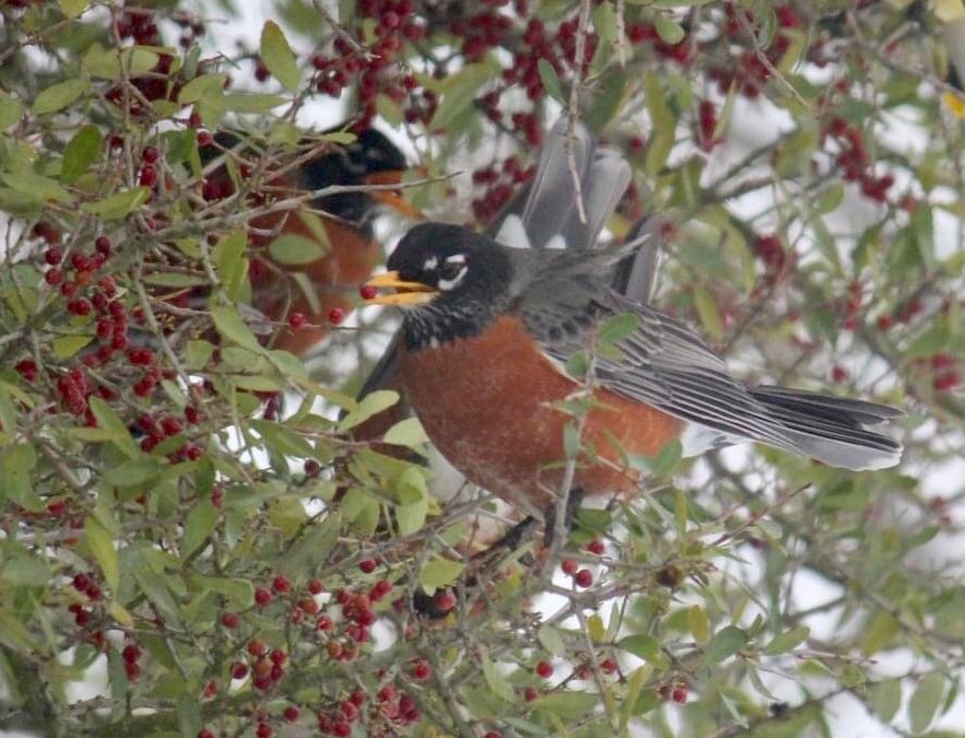 Robins Flock to North Texas and Ride Out Frozen Week With the Help of