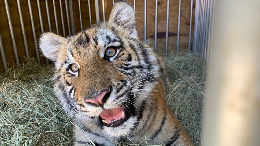 Loose Pet Tiger Found During Winter Weather Relocated To North Texas Nbc 5 Dallas Fort Worth