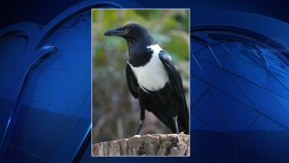 Onyx, a pied crowd, was in a training session for the zoo's free-flighted bird show when he flew off course and away from the flock.