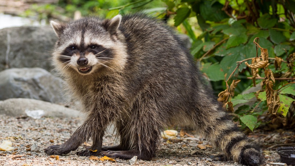 Charges Filed Against Woman Who Brought Raccoon to Bar – NBC 5 Dallas-Fort Worth - Vimarsana News