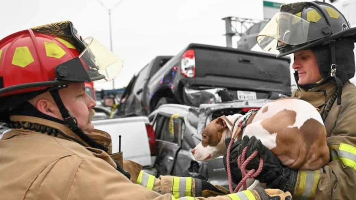 Firefighters Rescue Dog in Icy Fort Worth Interstate Pileup – NBC 5 ...