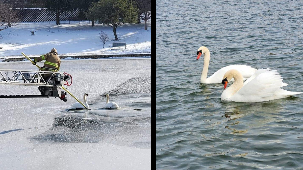 Swans Rescued From Freezing Plano Pond, Swans Landscaping Richardson Tx