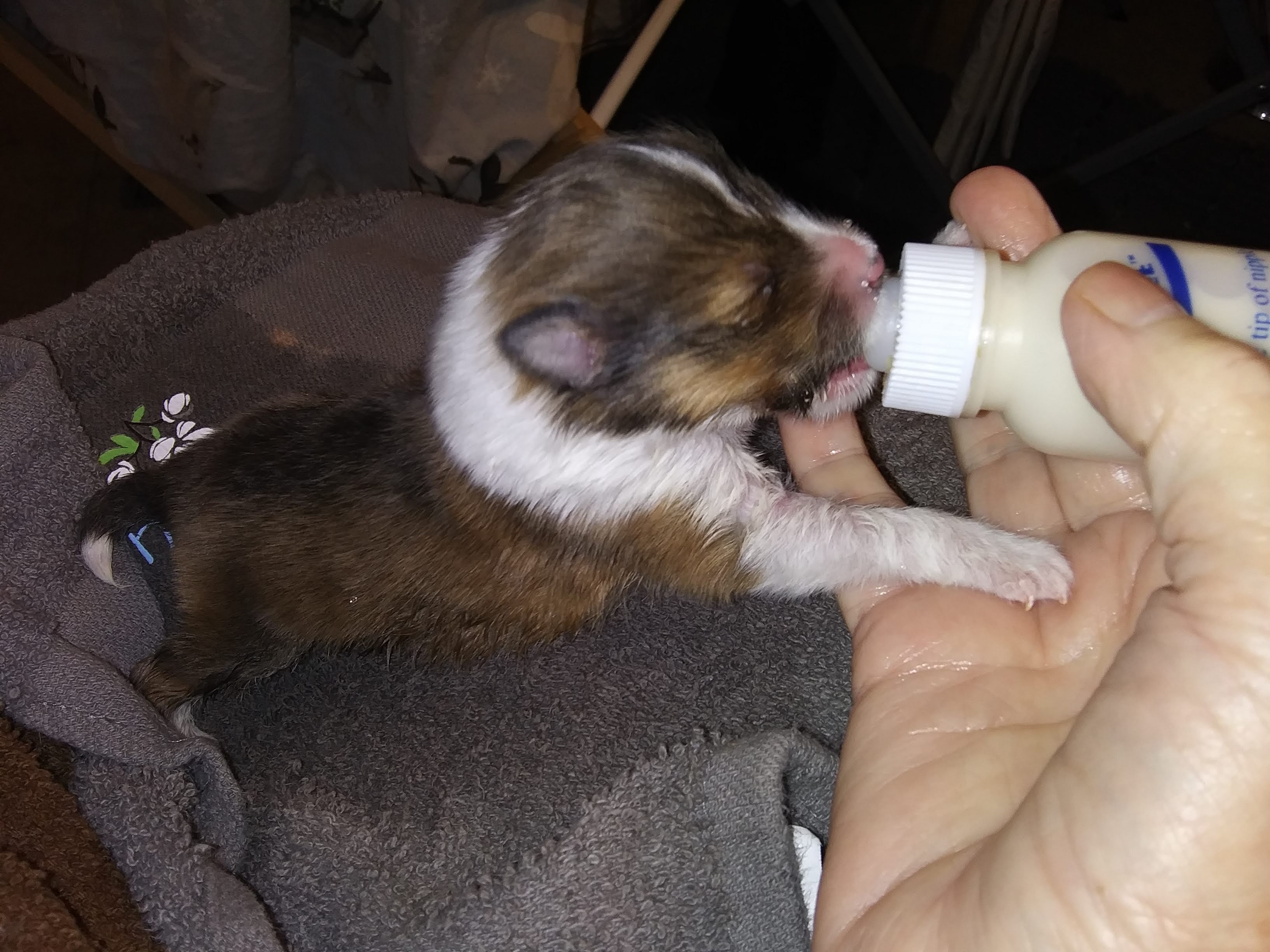 your puppy pictures on national puppy