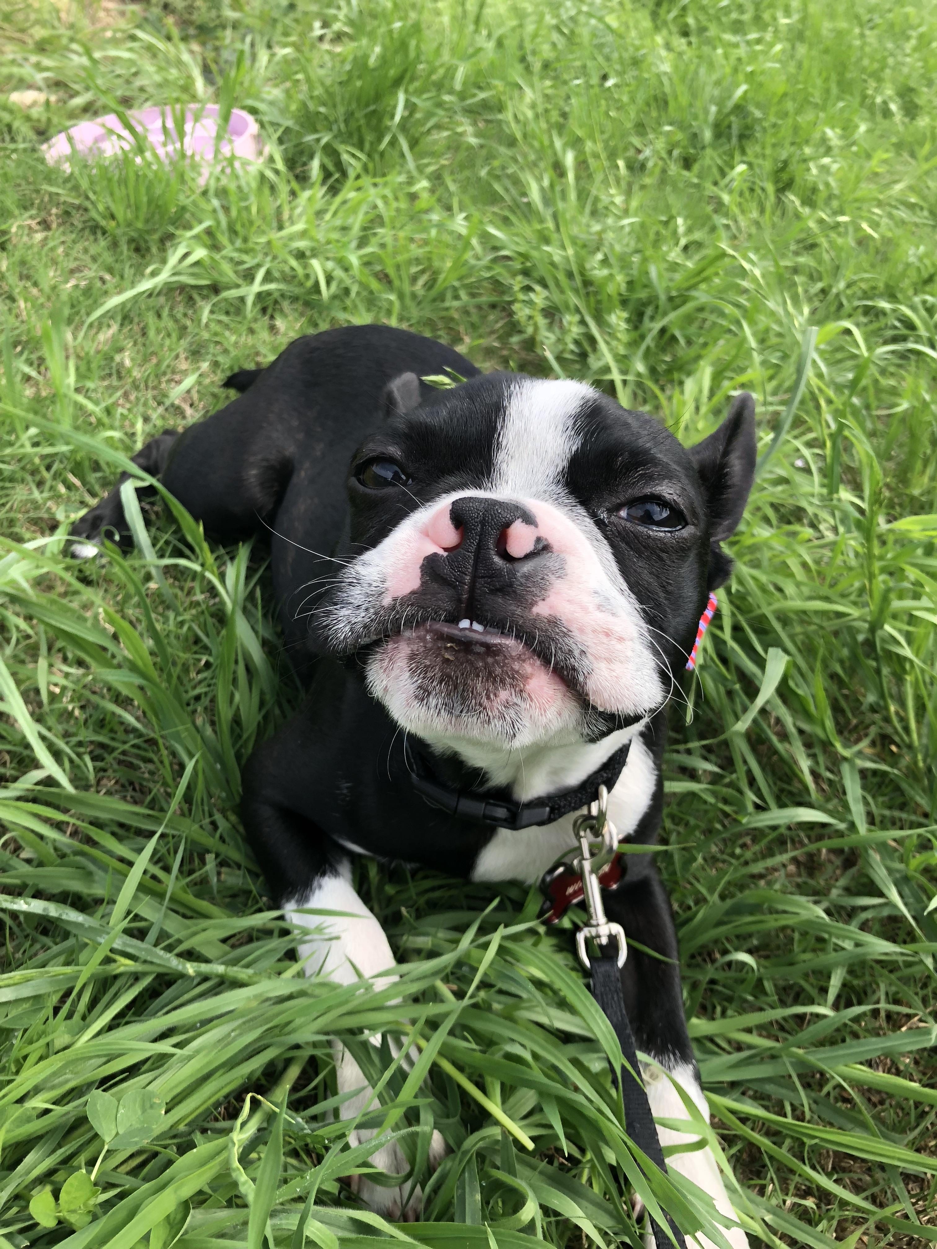 Your Puppy Pictures On National Puppy Day Nbc 5 Dallas Fort Worth Your Puppy Pictures On National Puppy Day Nbc 5 Dallas Fort Worth