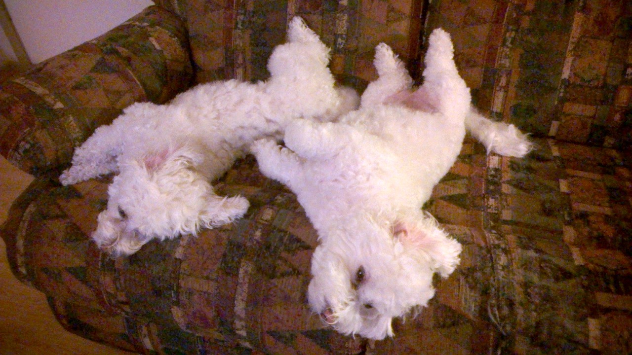 your puppy pictures on national puppy