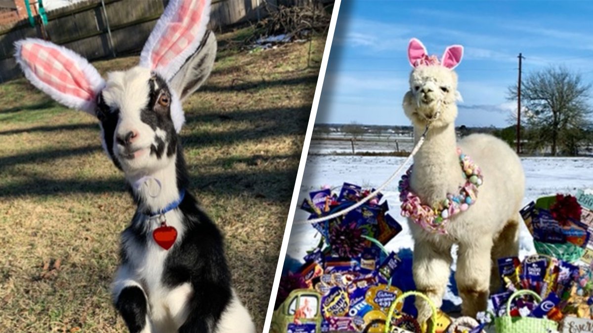 Two Texas Animals Among Finalists for Cadbury Bunny Contest NBC 5