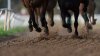 Texas Judge Pauses Horse Racing Anti-Doping Rules for 30 Days