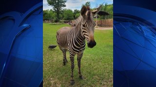 Zebra in dallas zoo exhibit with green grass