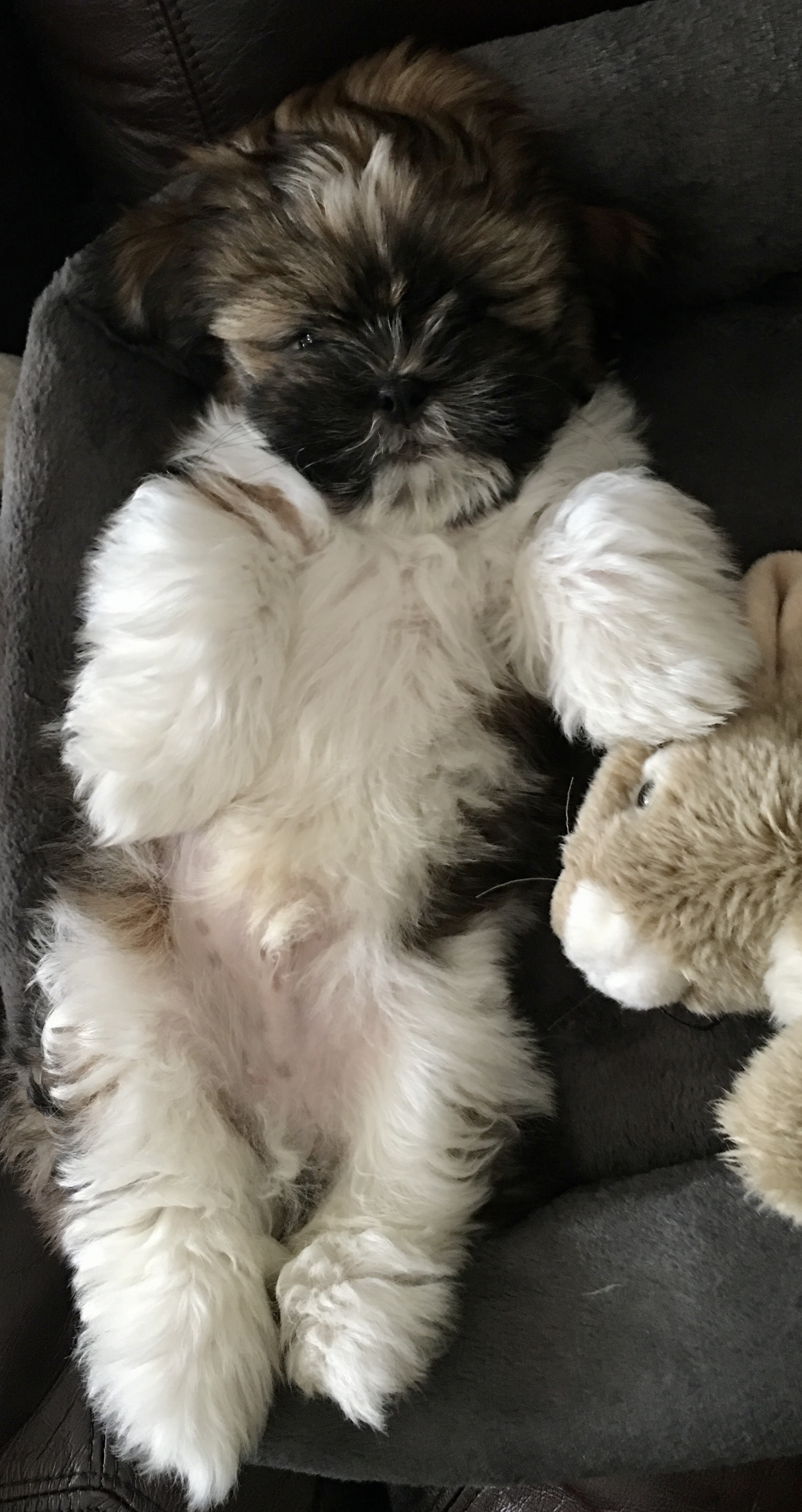 your puppy pictures on national puppy