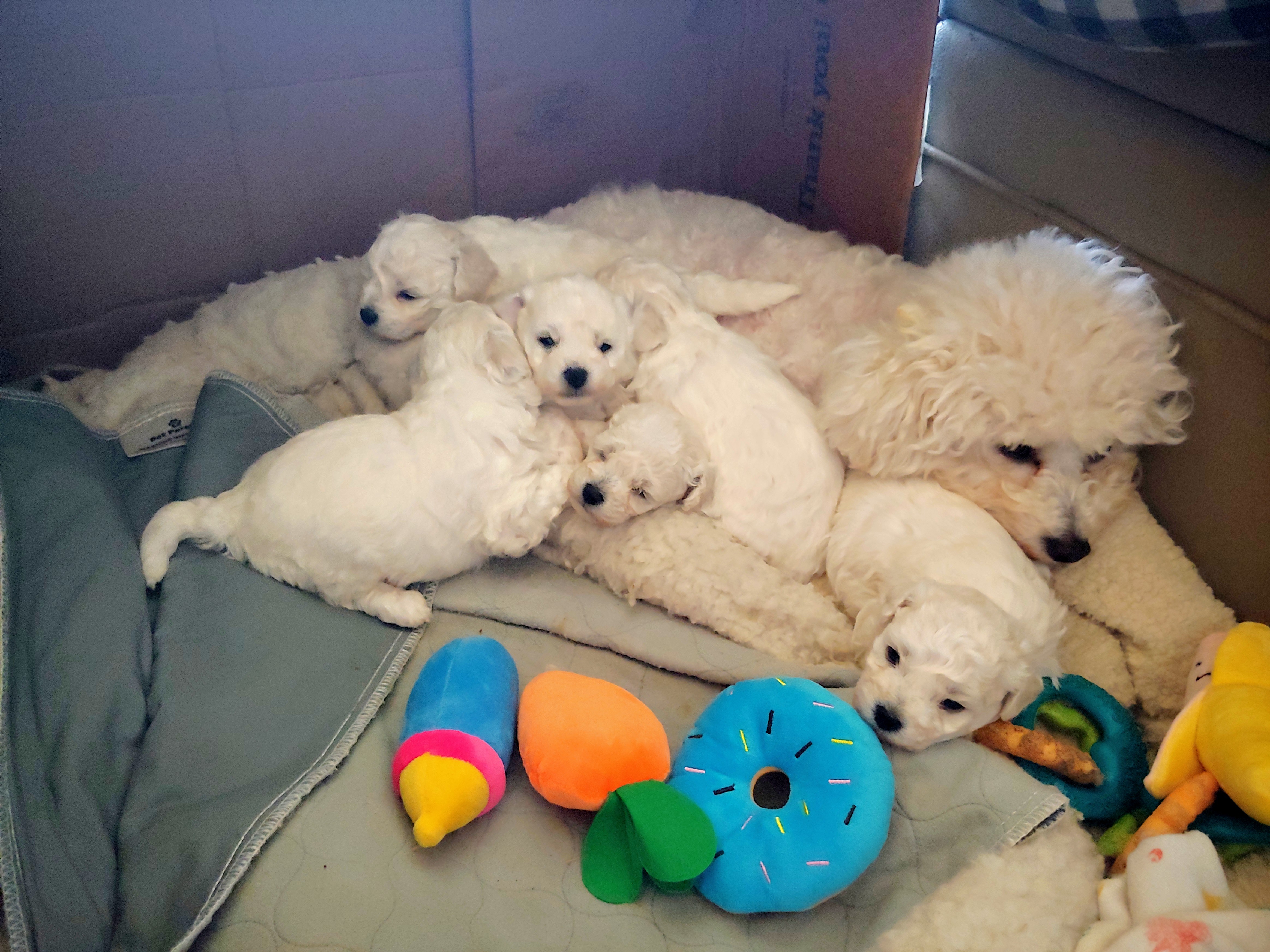 nbc 5 dallas fort worth