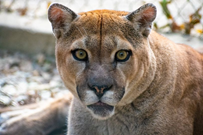 Picture of Cougar with COVID-19