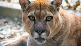 Picture of Cougar with COVID-19
