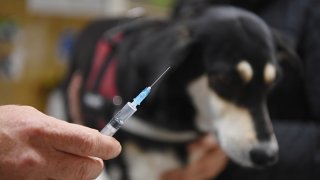 A dog receiving a rabies shot