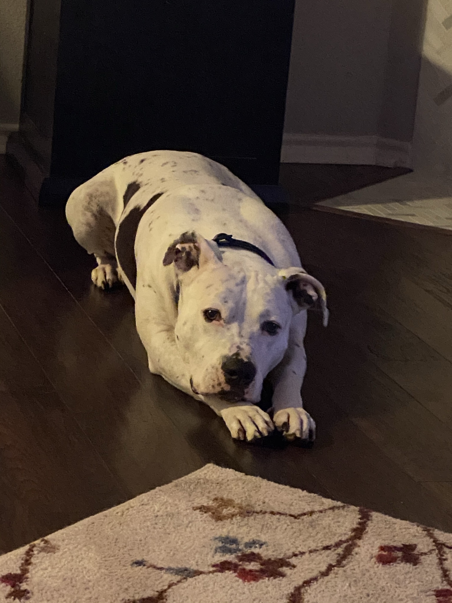 your puppy pictures on national puppy