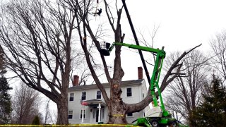 Micum Davis is suspended in the air while working to cut down a sugar maple tree, in Kensington, N.H., Monday, April 5, 2021. The 100-foot-tall tree, believed planted in the late 1700s, was cut down for safety reasons.