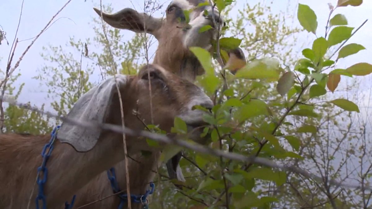 Goats Devour Poison Ivy in Pennsylvania NBC 5 DallasFort Worth