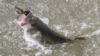 A largemouth bass