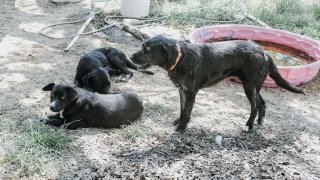 Authorities rescued more than 50 dogs from "deplorable conditions" at a Hill County residence earlier this month, according to the Humane Society of North Texas.