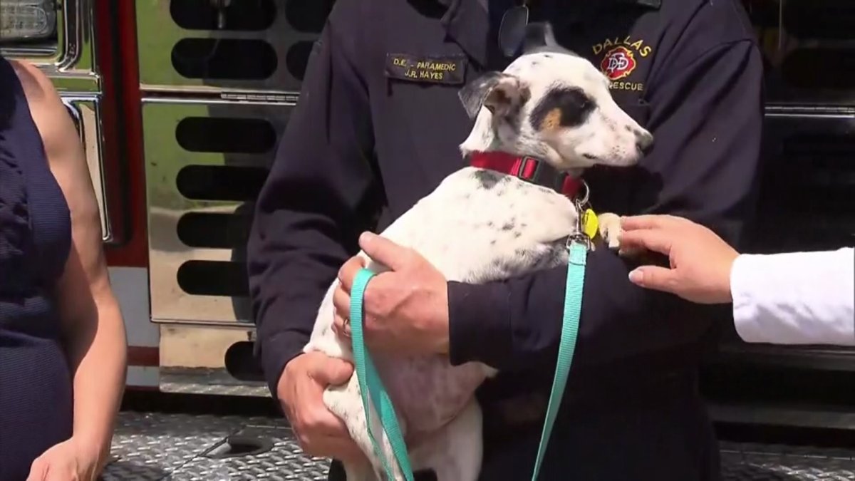 Dallas Firefighter Adopts Puppy He Helped Rescue From Under SUV NBC 5