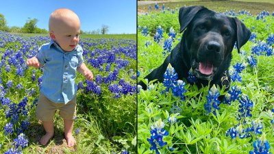 Bluebonnets in Bloom: Philip and Holly