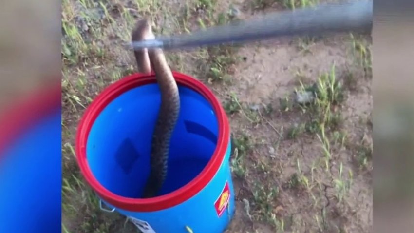 A rattlesnake is removed from a Corona residential property Saturday April 17, 2021