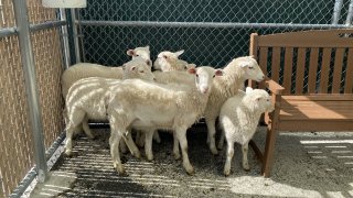 Lambs found in backyard