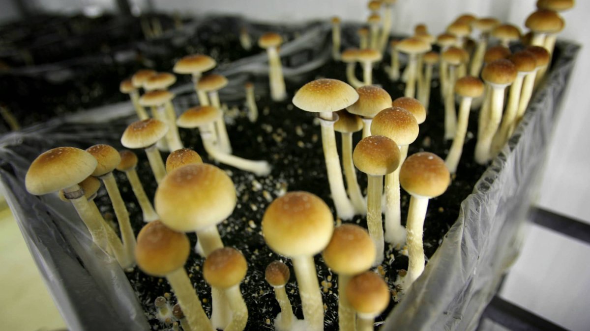 Mushrooms, Ecstasy and Other Psychedelics Could Become Legal in California – NBC 5 Dallas-Fort Worth - Vimarsana News