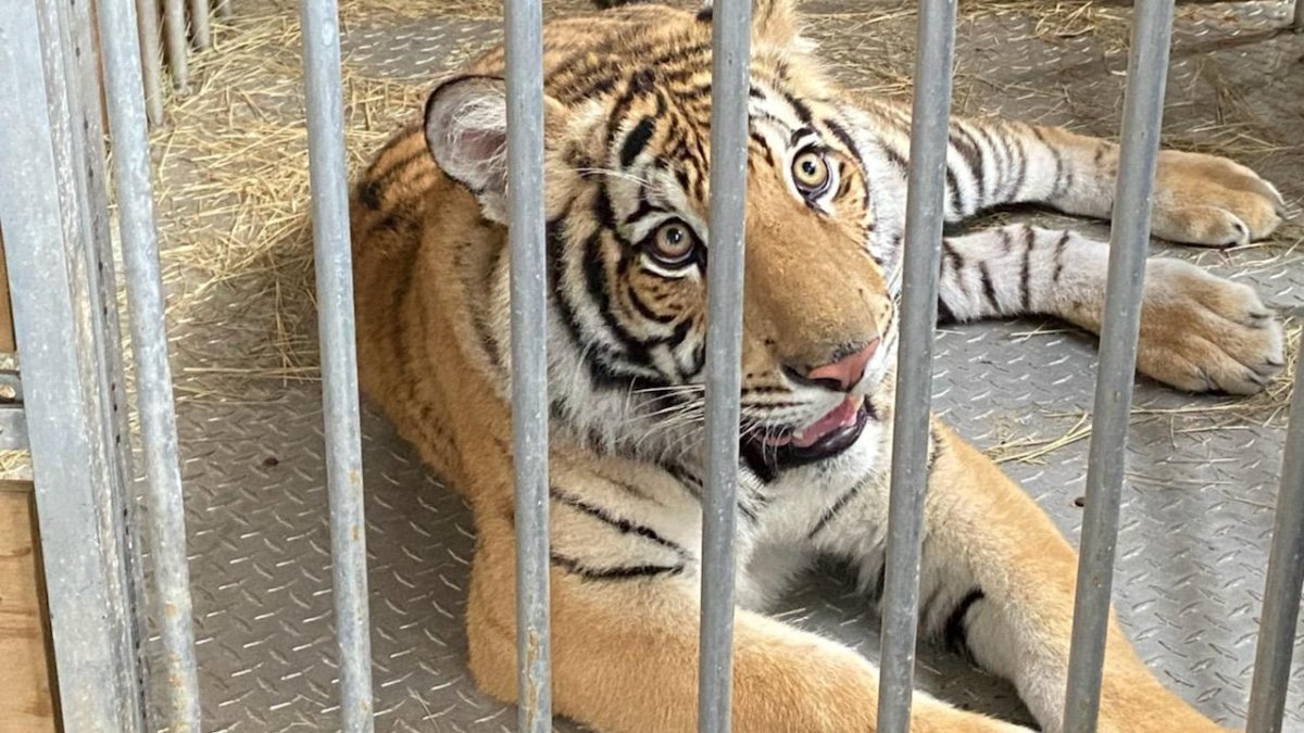 Houston Tiger Being Moved to North Texas Sanctuary NBC 5 DallasFort