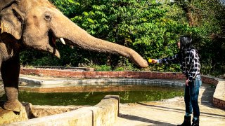 Cher feeding elephant Kaavan