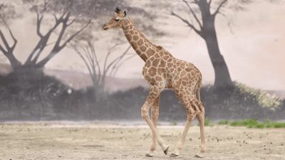 newborn giraffe walking gif