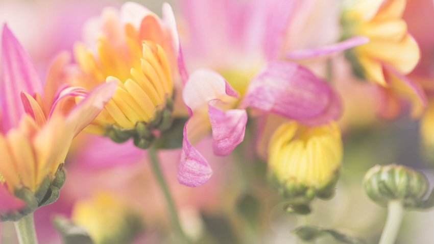 Mother’s Day chrysanthemums.